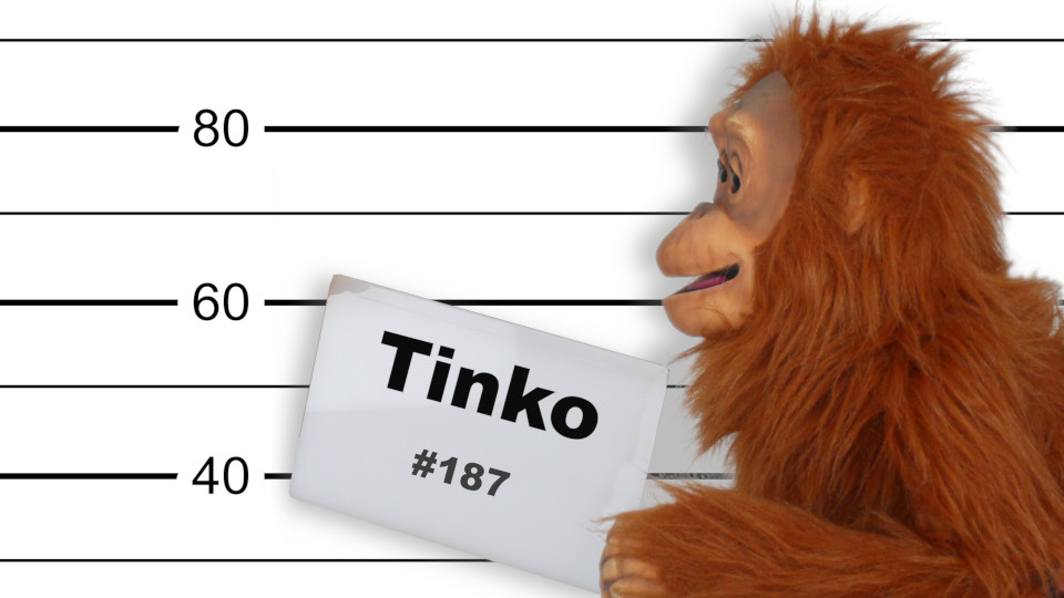 02 Tinko der Affe Polizeifoto von der Seite.jpg